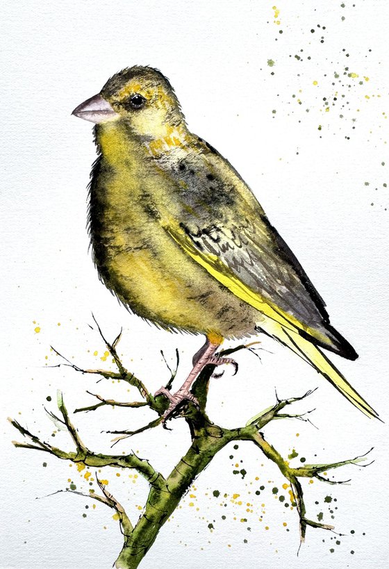 European Greenfinch. Verdone