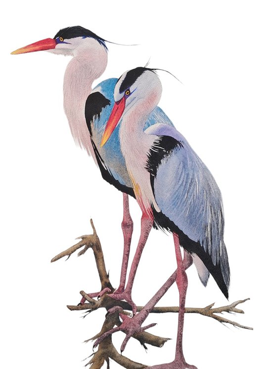 Heron Wader Ardea Hern Storks