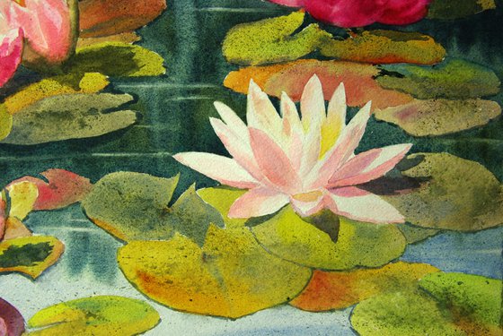Water lilies