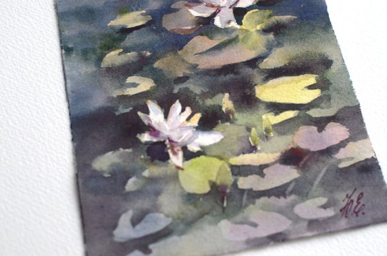 Water lilies, River flowers, White on dark blue
