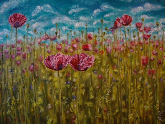 Pink poppy field