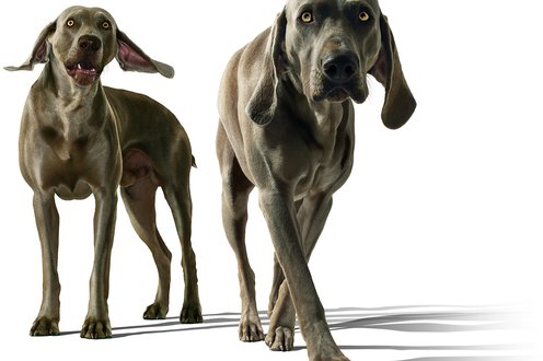 Cover image for For dog lovers collection