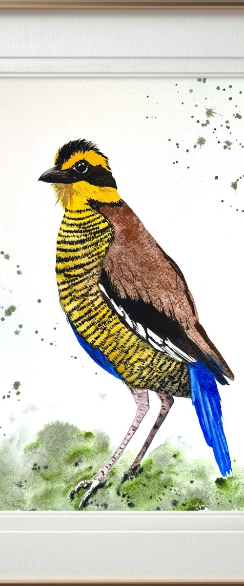 Wil bird Bornean Banded Pittta by Yuliia Sharapova