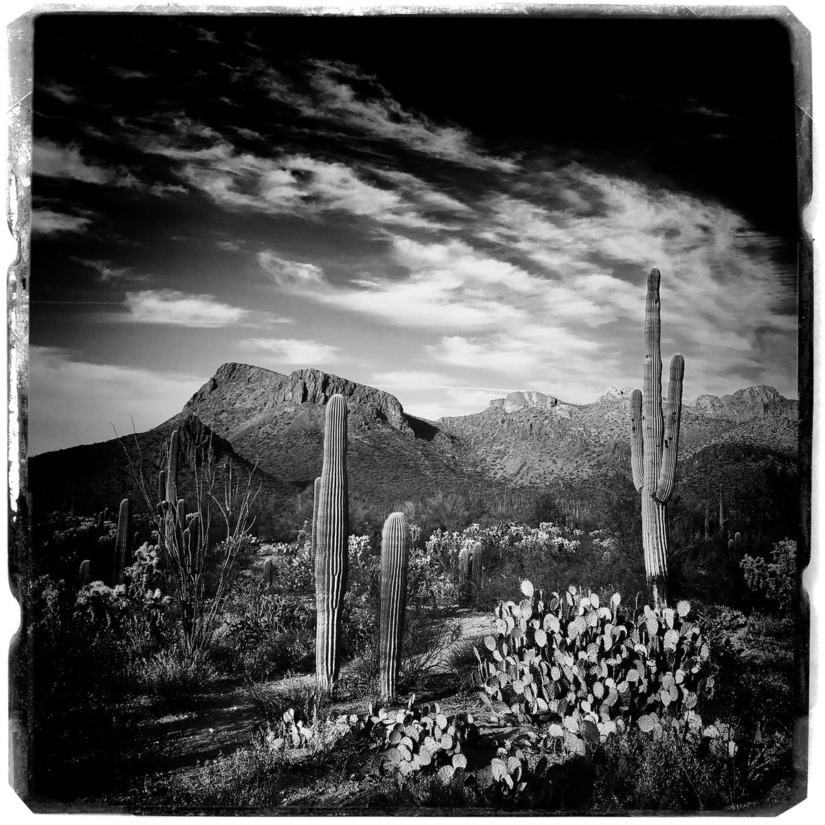 Photorealistic Landscape Photograph By Heike Bohnstengel, 16 X 16, Saguaro, Early Morning Light, Original Artwork