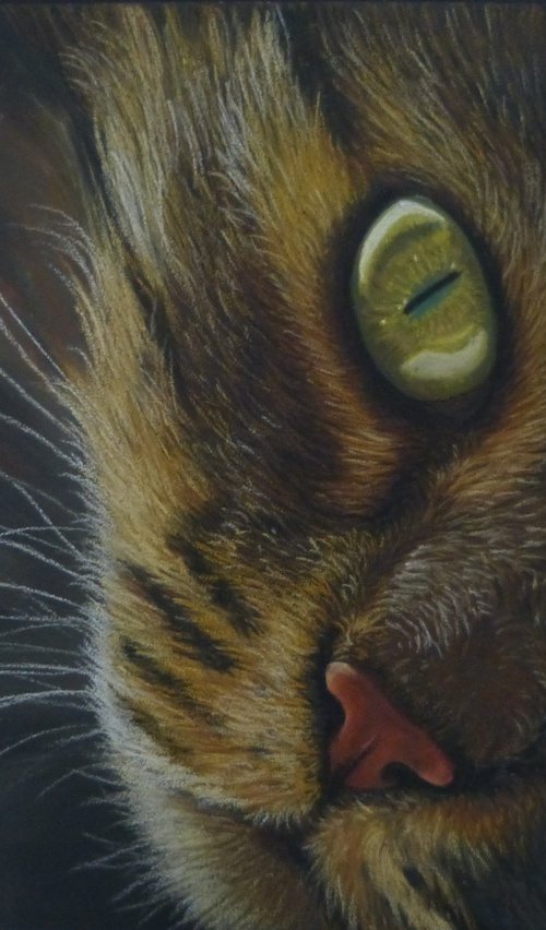 Glowing eyes by Silvia Frei