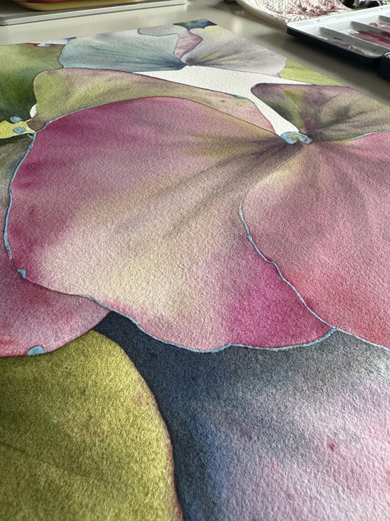 Chameleon Hydrangea
