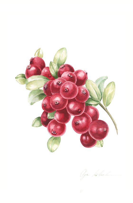 Watercolor lingonberry