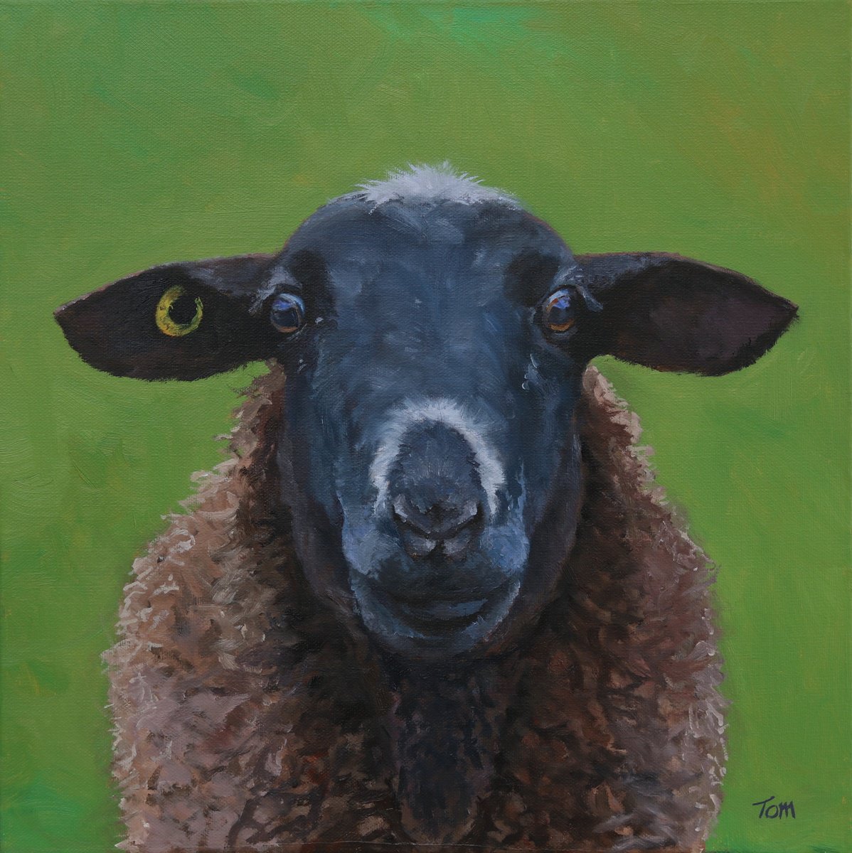 Oil Painting , Sheep On Green By Tom Clay, 16 X 16, Artwork For Sale On Artfinder