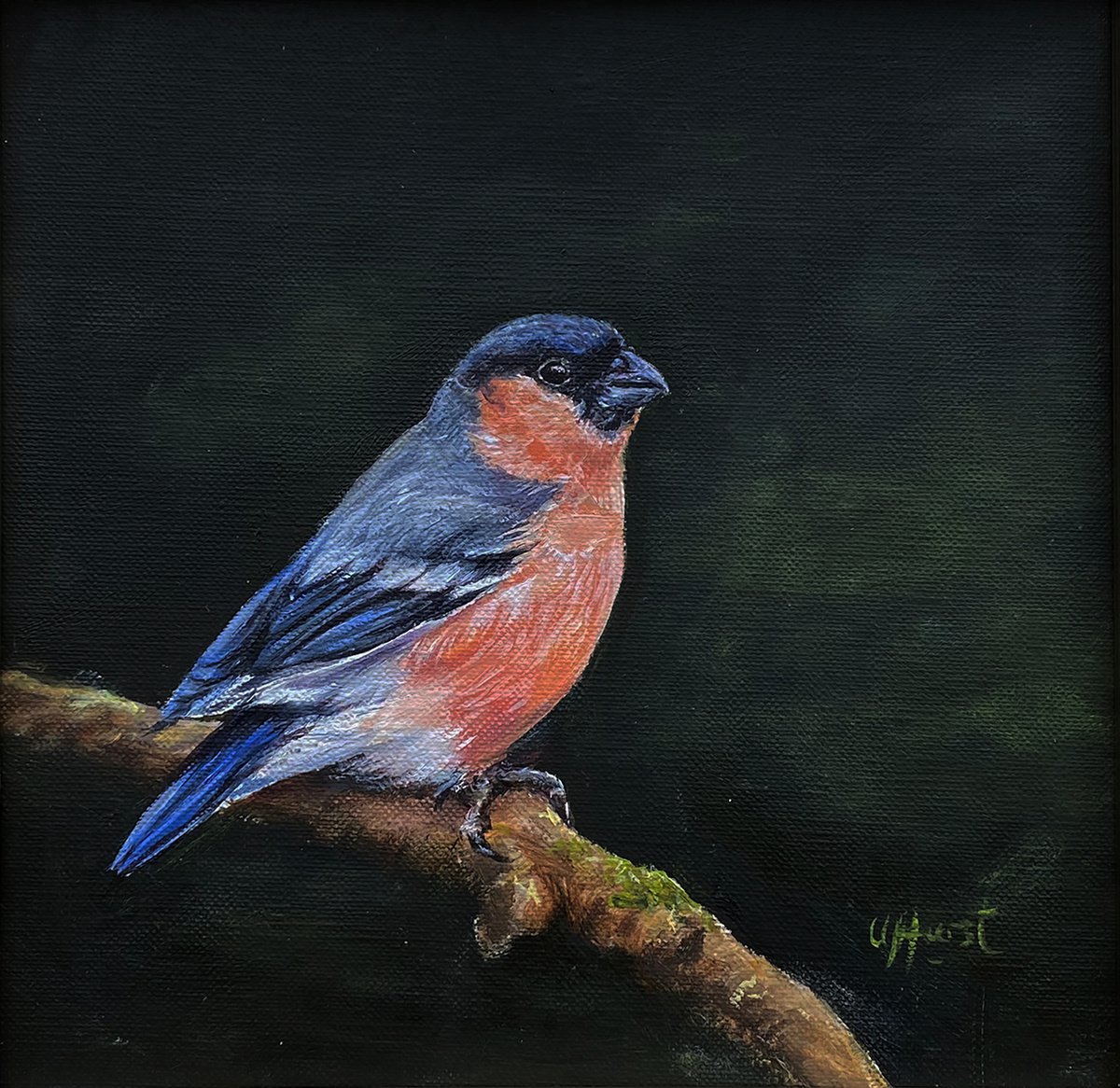 Photorealistic Animal Oil Painting By Una Hurst, 12 X 12", Bullfinch Bird, Original Artwork