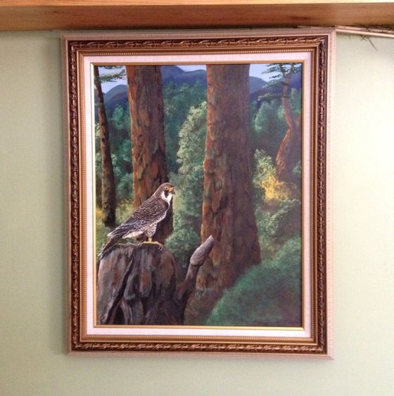 Peregrine Falcon Among the Pines