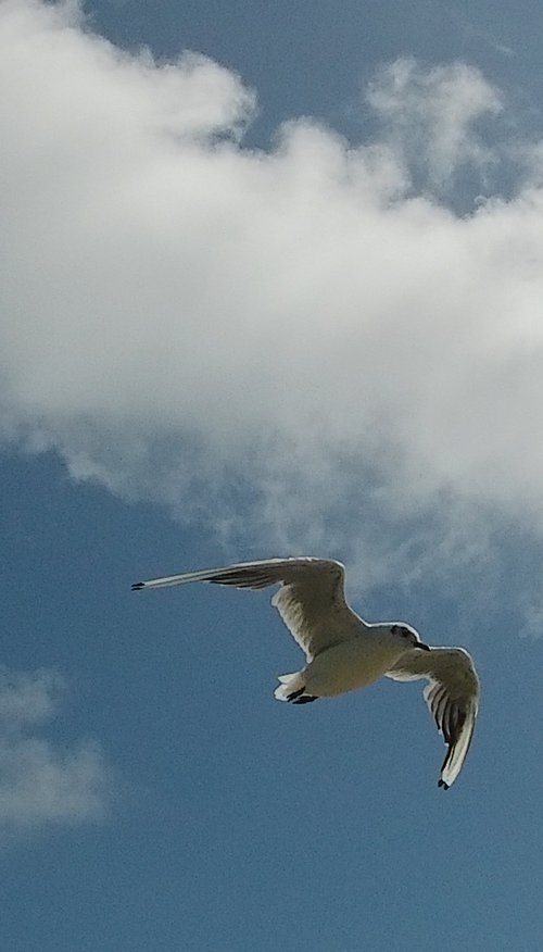 Flying Seagull 2 by Tim Saunders