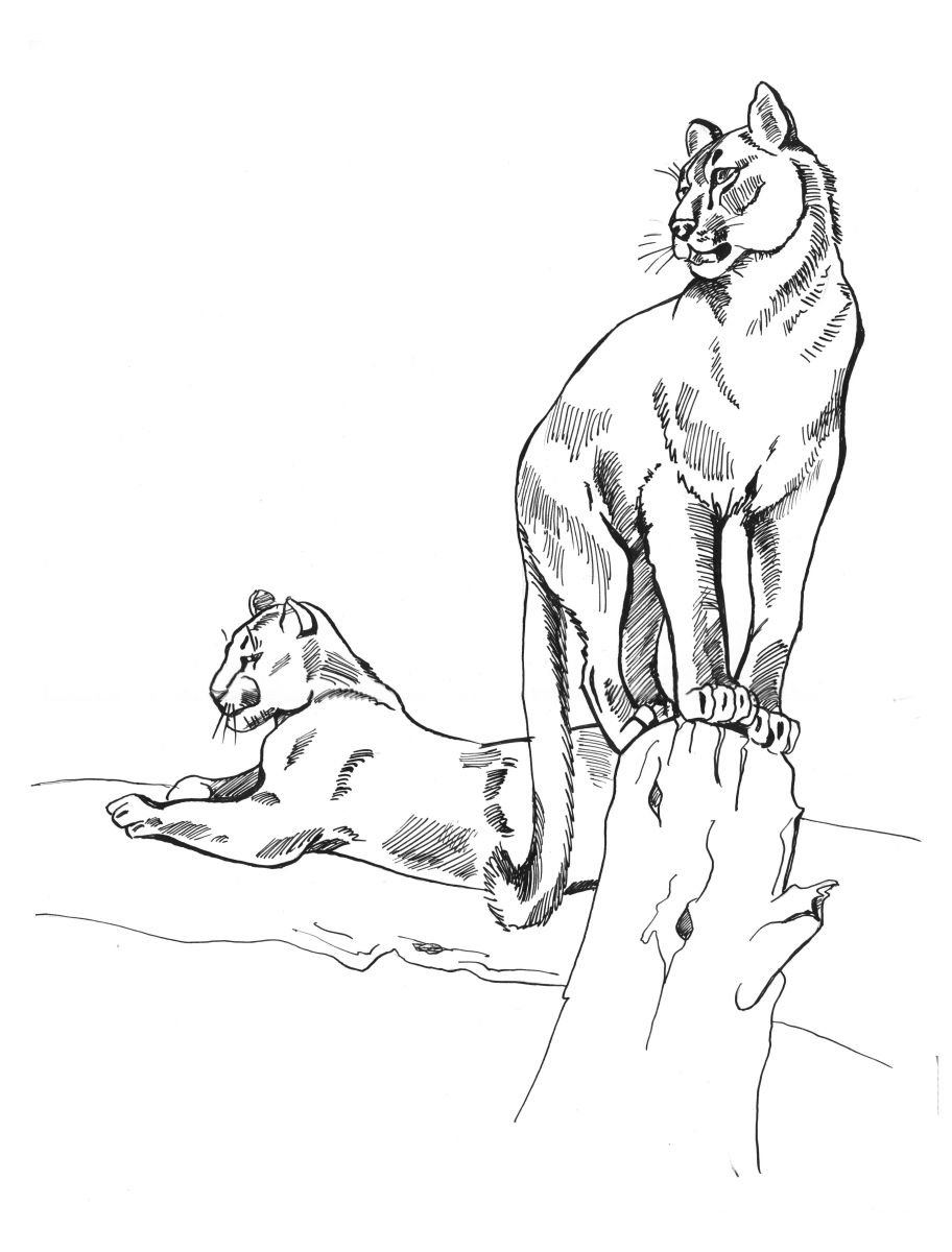 Photorealistic Animal Ink Drawing By Kateryna Bortsova, 12 X 17", Leopards, Original Artwork