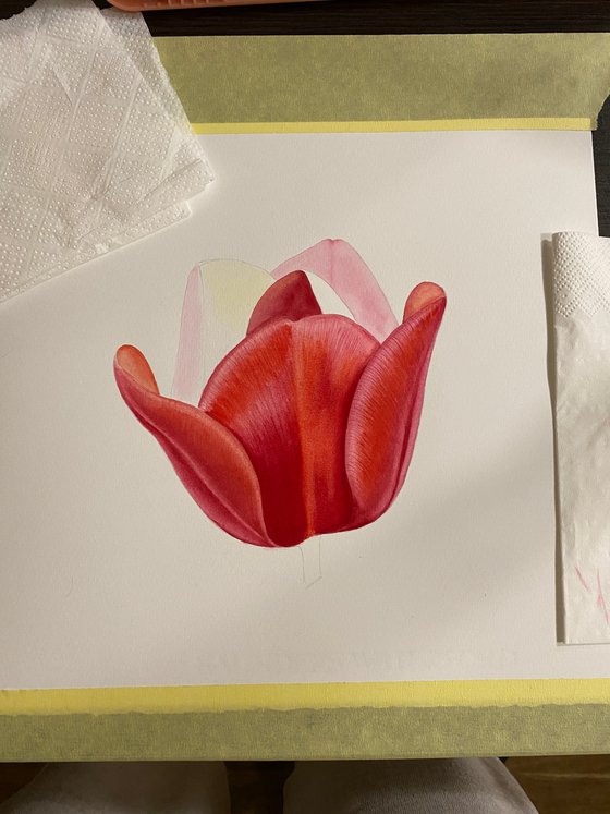 Watercolor red tulip
