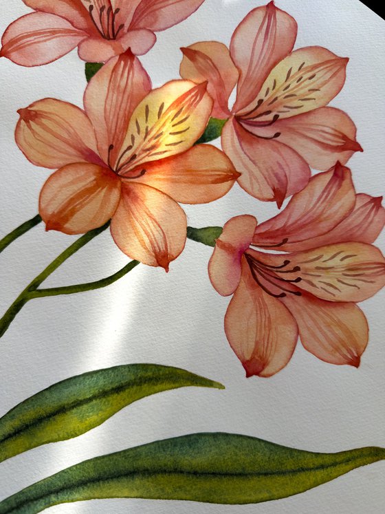 Alstroemeria. Peruvian Lily