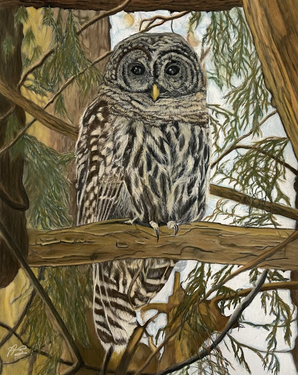 Photorealistic Animal Painting By Anne Shaughnessy, 11 X 14, Barred Owl, Original Artwork