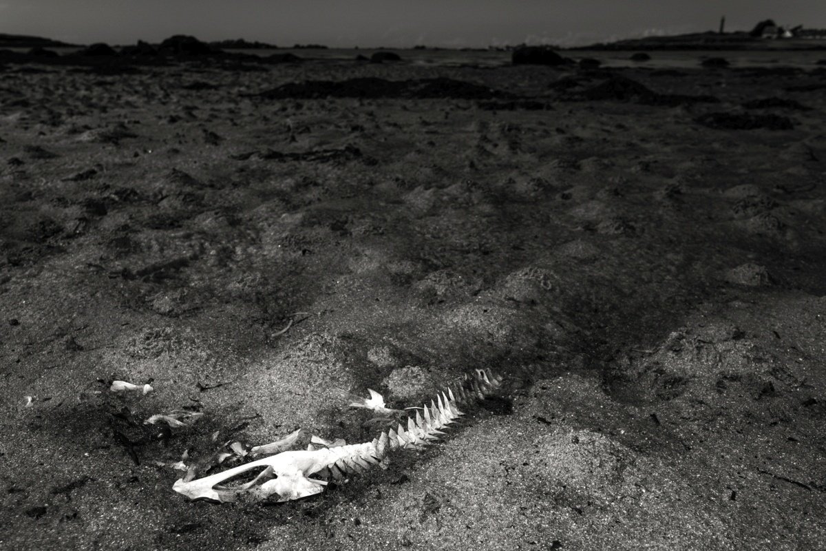 Expressive Landscape Photograph By Lionel Le Jeune, 12 X 8", Art Photography, Fish Skeleton, Original Artwork