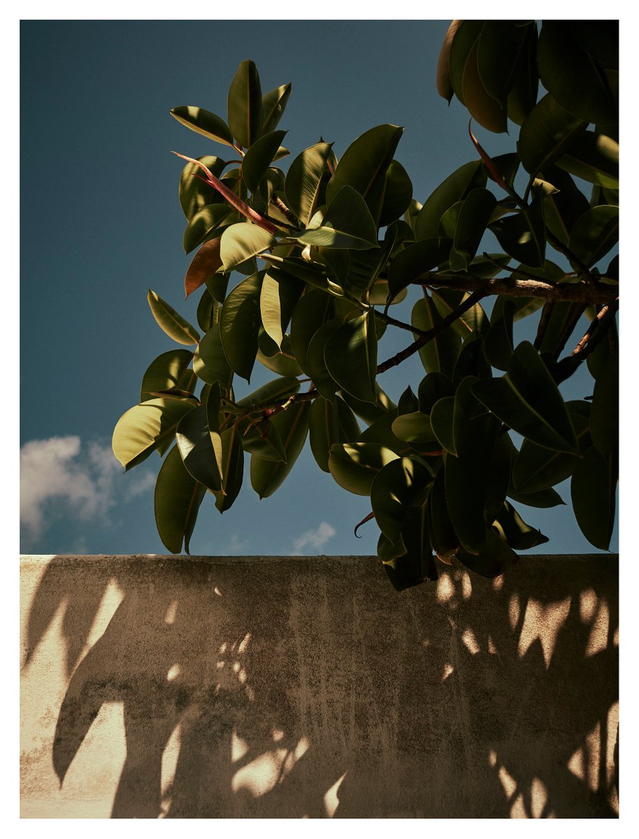Ficus Elastica by Arnaldo Abba Legnazzi