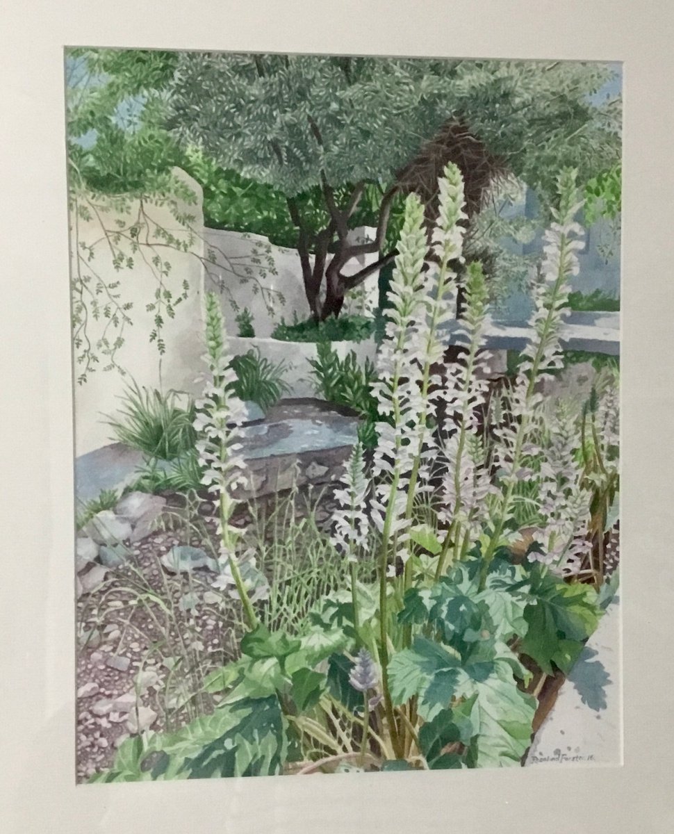 Acanthus Spetses by Rosalind Forster