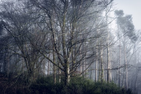 Misty white wood