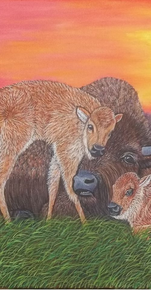 Buffalo and buffalo calves by Sofya Mikeworth