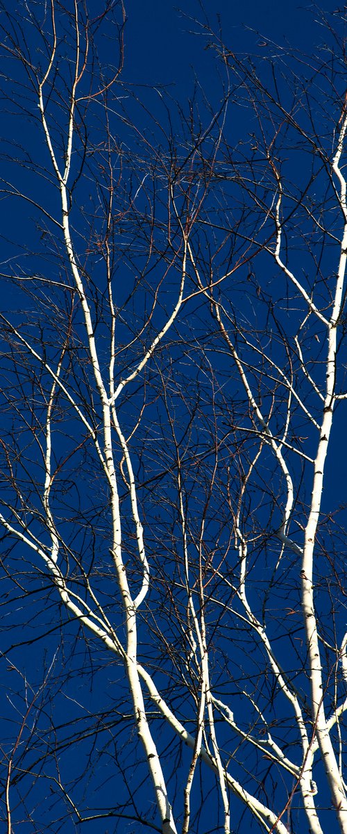 lightnings of early spring by Artem Korenuk