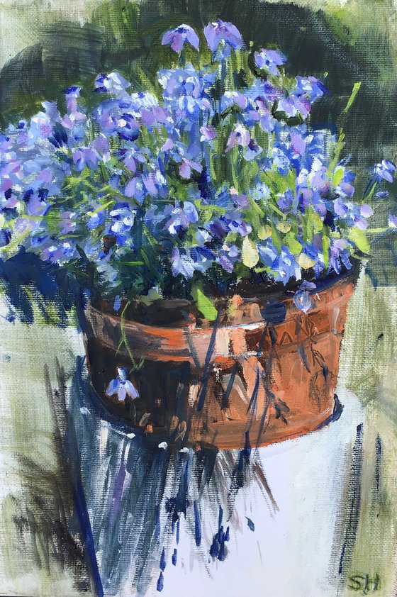 Lobelia