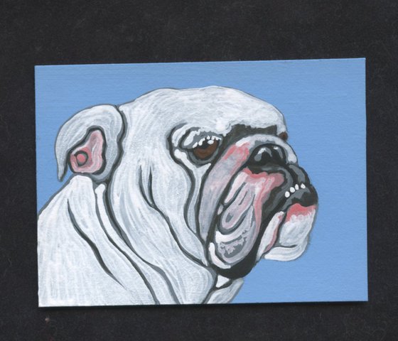 ACEO ATC Original Miniature Painting White English Bulldog Pet Dog Art-Carla Smale