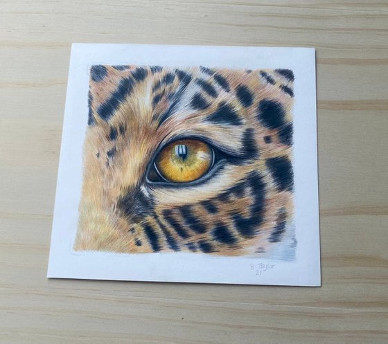 Jaguar eye study