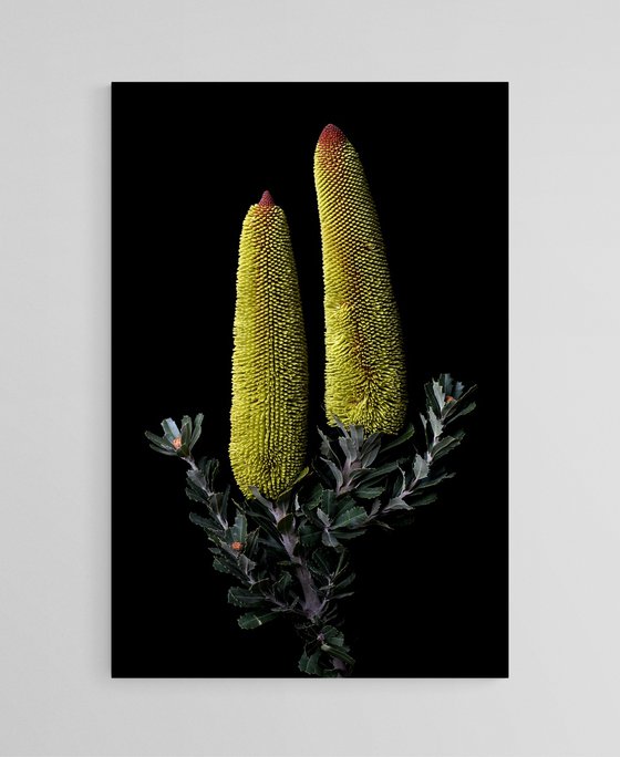 Cut-Leaf Banksia