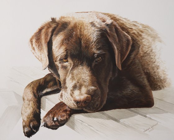 Chocolate Labrador