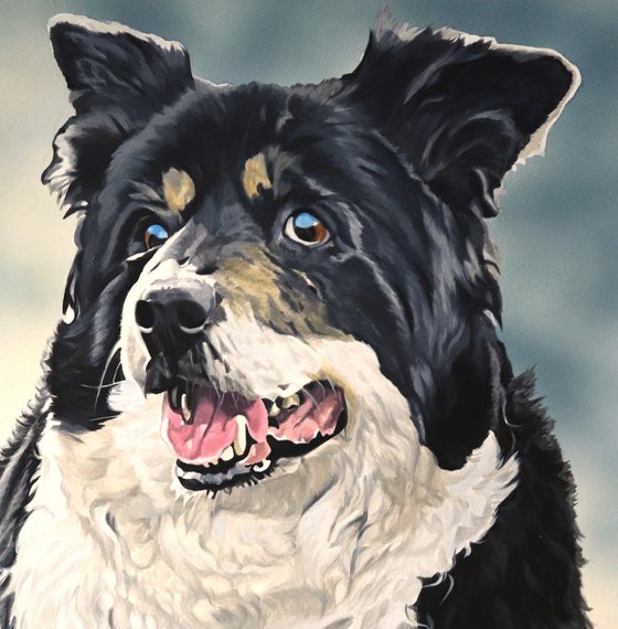 Border Collie