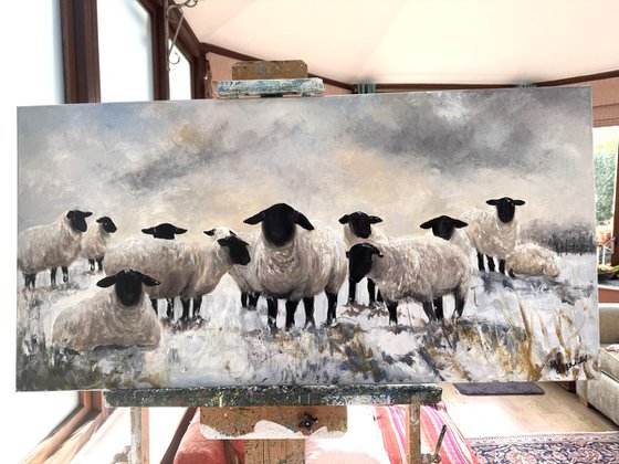 Black Face Sheep Winter