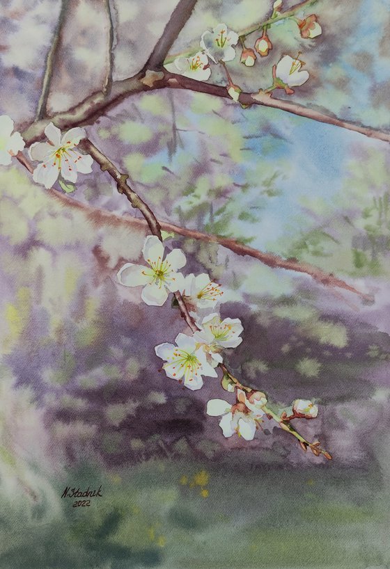 Ukrainian watercolor. Cherry blossom. Stolen spring