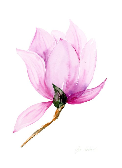 Pink Magnolia  watercolor by Olga Koelsch
