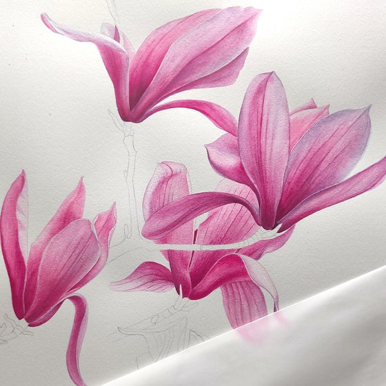 Magnolia. Right