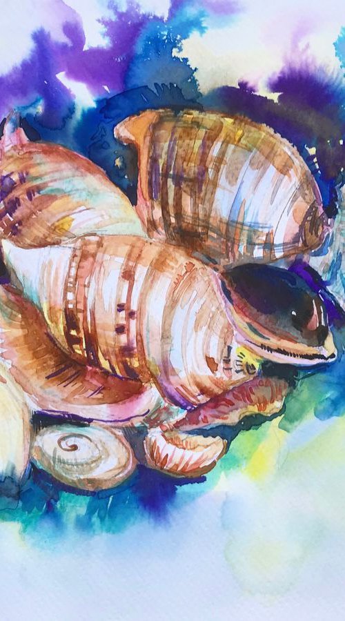 Sea Shells * by Olga Pascari