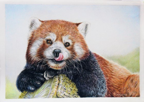 Red panda colored pencils drawing