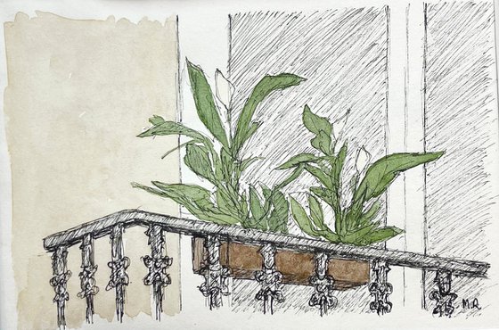 Balcony Plants in Mahon