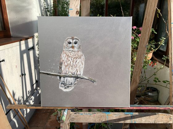 Tawny Owl ~ on silver