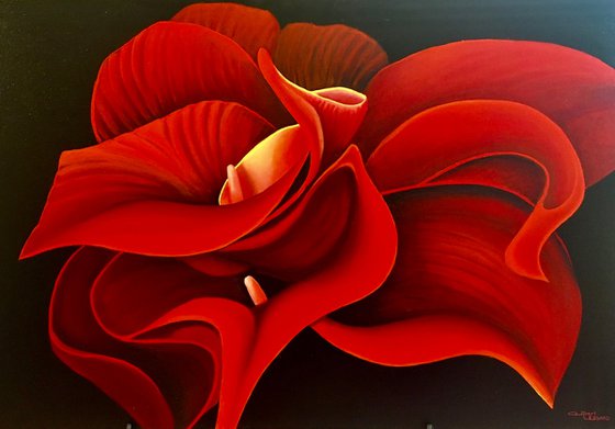 Red Cala Lilies -1-