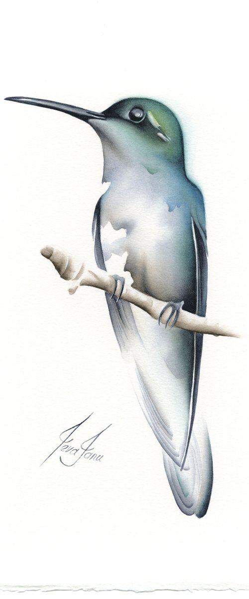 Hummingbird by ieva Janu