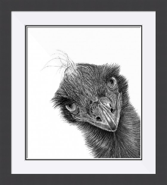 Ostrich