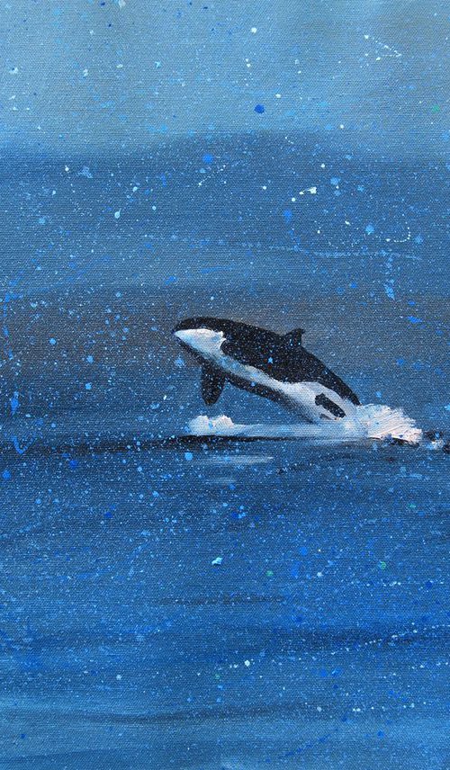 Orca breach. Cold water. by Trevor Salisbury