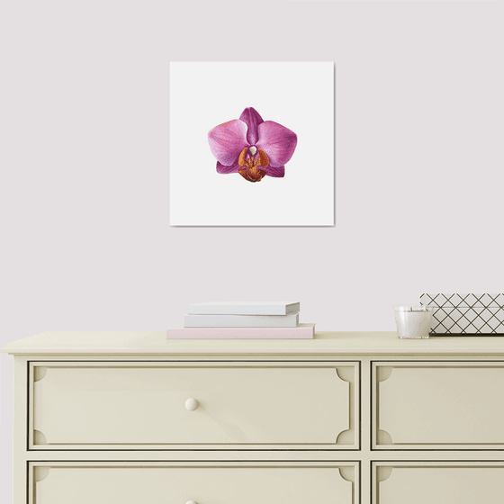 Pink Orchid