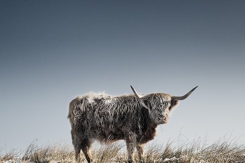 Cover image for Winter in the Wild collection