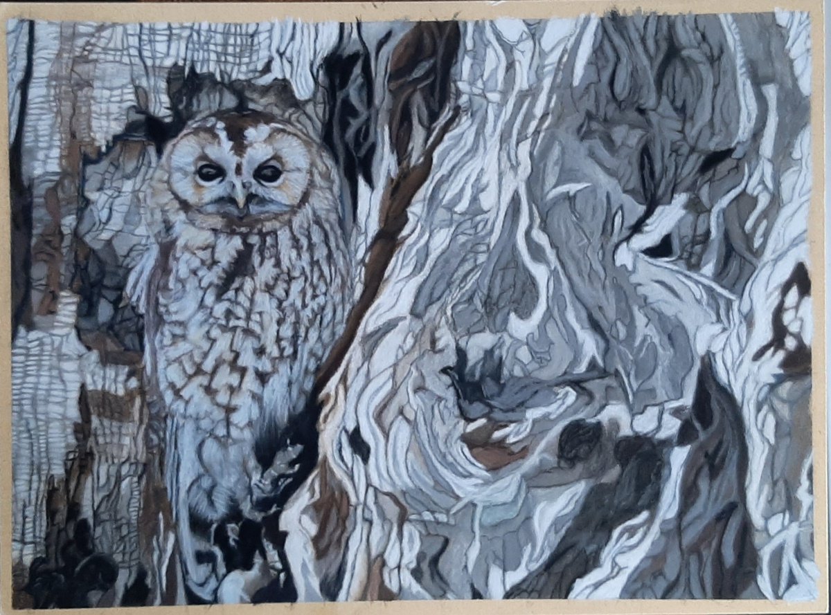 Photorealistic Animal Pastel Drawing By Anne Shaughnessy, 15 X 12, Who, Me?, Original Artwork