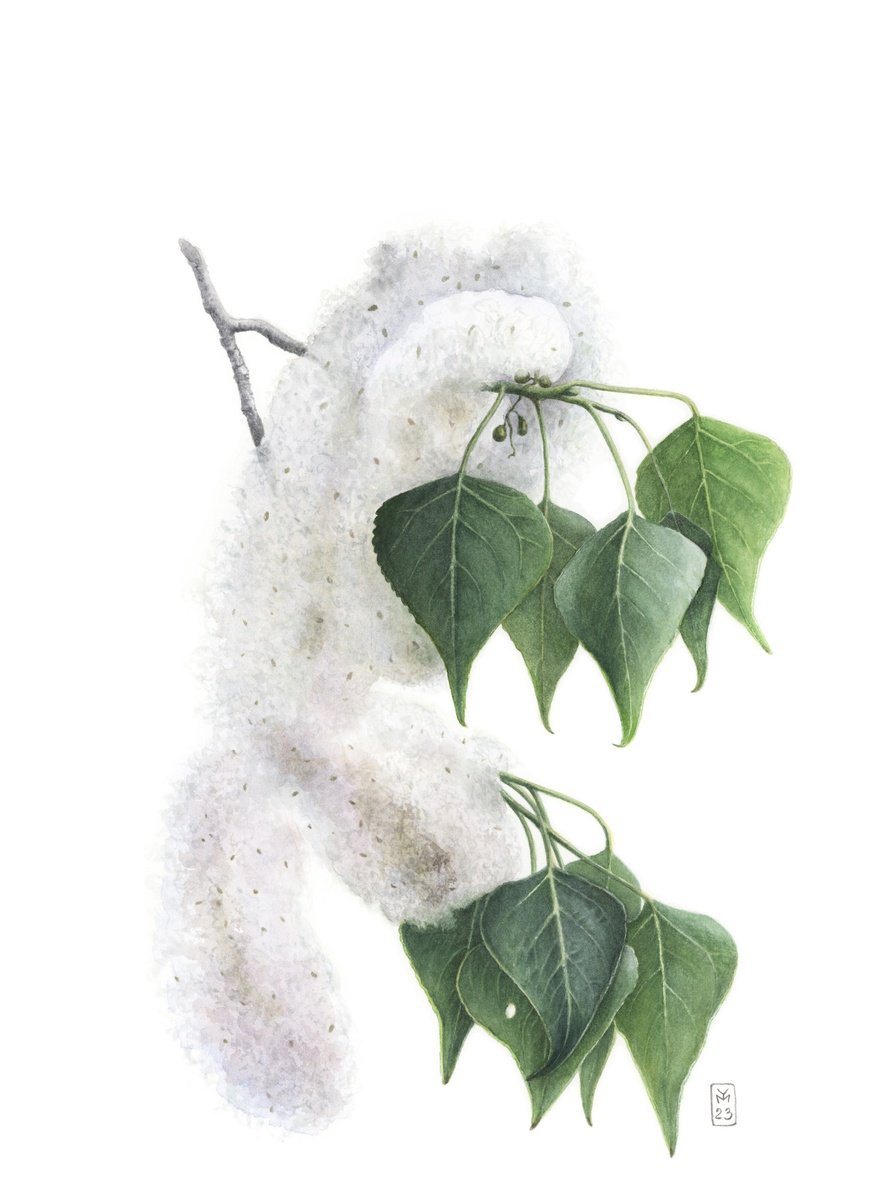 Photorealistic Botanical Watercolour By Yuliia Moiseieva, 11 X 15", Poplar Fluffy Cat, Original Artwork