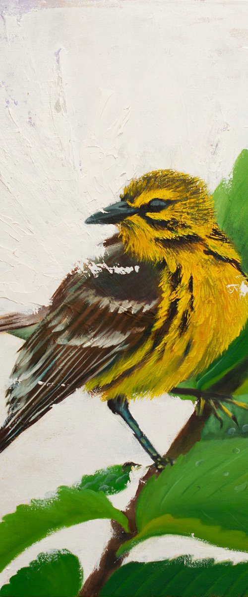 Prairie Warbler by Rebeca Fuchs