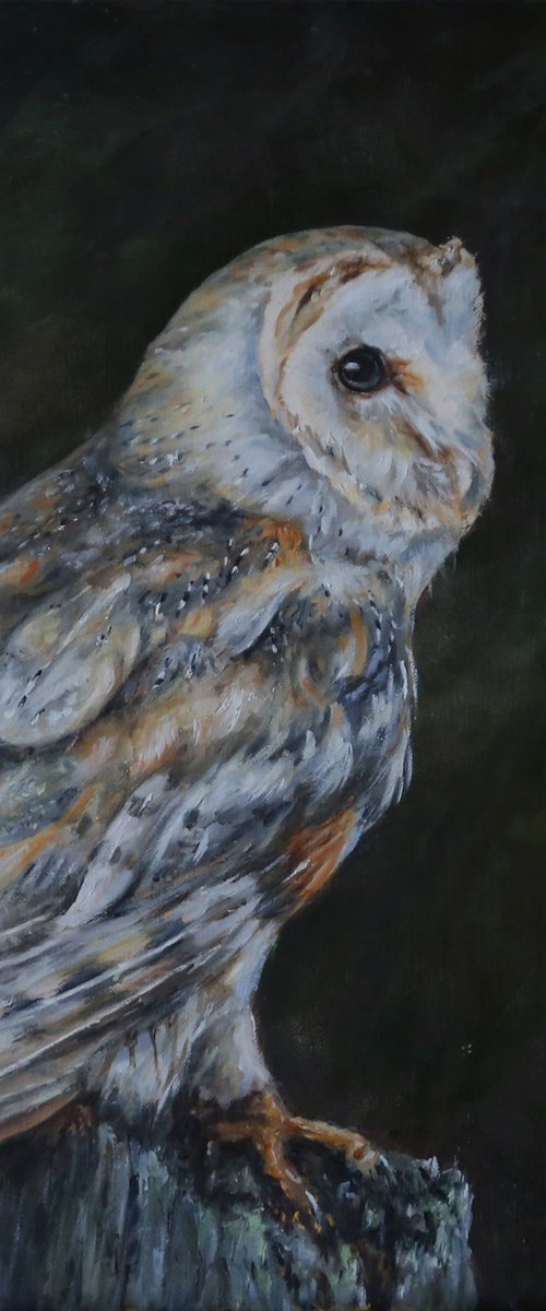 Barn owl by Una Hurst