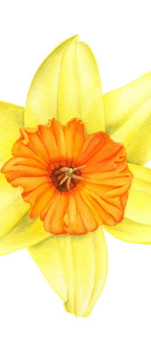 Yellow Narcissus Daffodil Fortissimo. Original Watercolor painting by Alona Hrinchuk